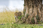 Cheetahs under a tree
