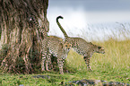 standing Cheetahs