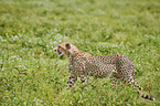 walking Cheetah