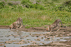 Cheetahs at the water