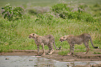 Cheetahs at the water