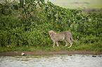Cheetah at the water