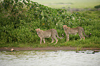 Cheetahs at the water