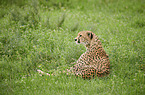 lying Cheetah