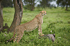 standing Cheetah