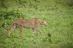 walking Cheetah