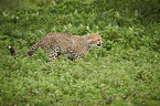 running Cheetah