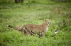 standing Cheetahs