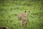 running Cheetahs