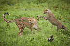 playing Cheetahs