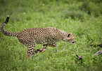 running Cheetah