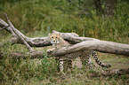 Cheetahs