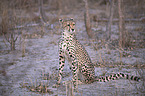 sitting Cheetah