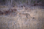 walking Cheetah