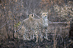 standing Cheetahs