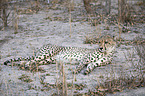 lying Cheetah