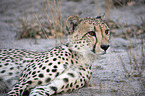 lying Cheetah