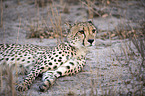 lying Cheetah