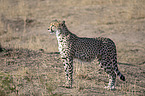 standing Cheetah