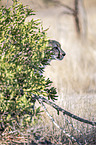 Cheetah portrait