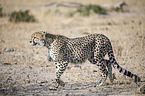 walking Cheetah