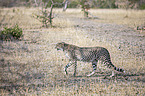 walking Cheetah