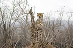 standing Cheetah