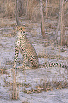 sitting Cheetah
