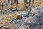 lying Cheetah