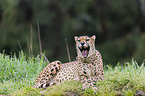 Gepard