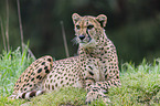 Gepard