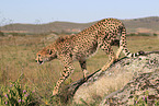 cheetah