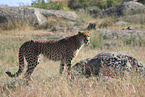 cheetah