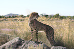 cheetah