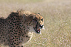 cheetah