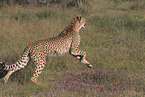 cheetah