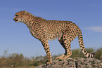 cheetah