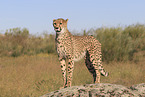 cheetah