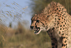 cheetah