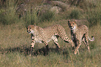 cheetahs