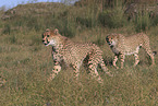 cheetahs