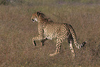 cheetah