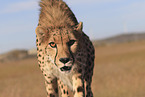 cheetah