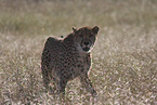 cheetah