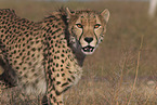 cheetah