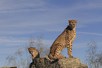 cheetahs