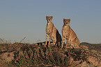 cheetahs