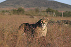 cheetah