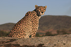 cheetah