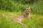 cheetah